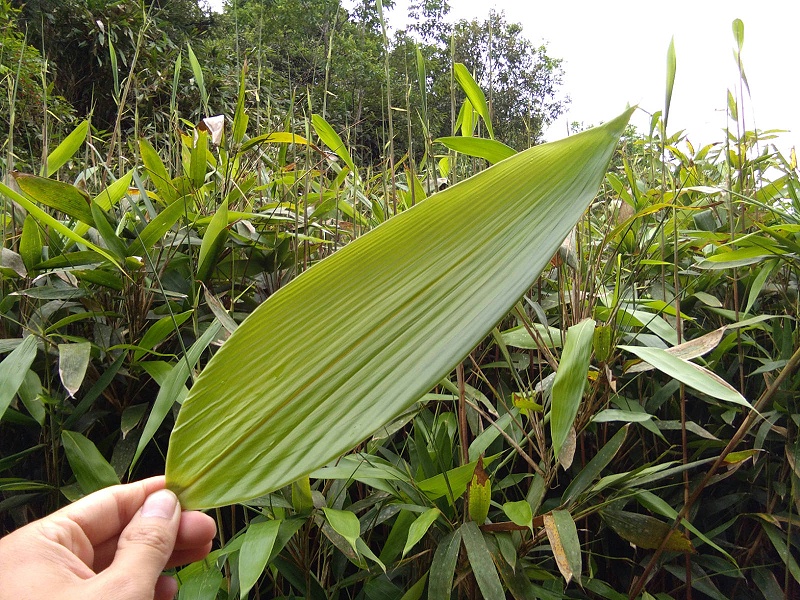 粽葉是什么植物的葉子